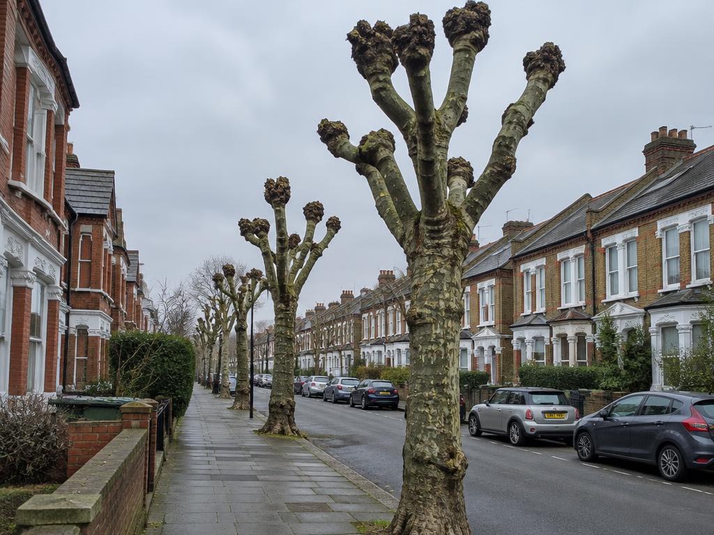 Tree Pollarding