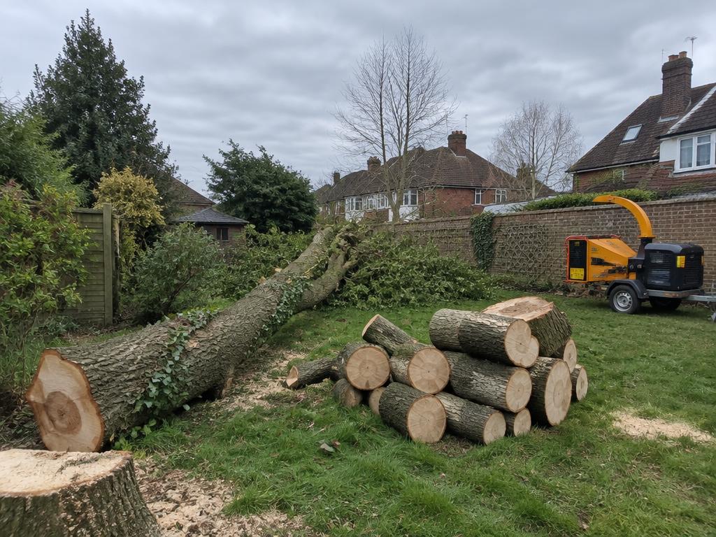 Tree Surgery